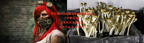 ПСИЛОЦИБИНОВЫЕ ГРИБЫ Алексин